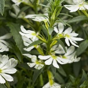 Scaevola aemula Stardiva® White