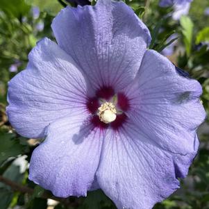 Hibiscus syriacus Azurri Blue Satin®