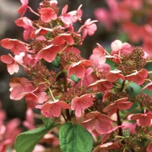 Hydrangea paniculata Quick Fire® Tree Form