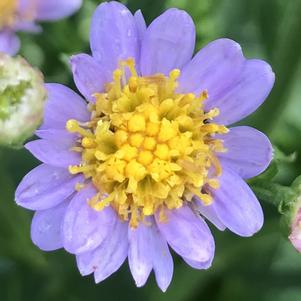 Aster divaricatus 'Eastern Star'