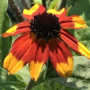 Rudbeckia triloba 'Prairie Glow'