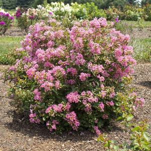 Lagerstroemia indica Bellini® Guava