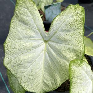 Caladium Florida Moonlight