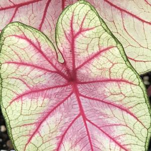 Caladium Summer Breeze