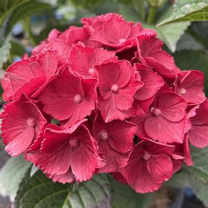 Hydrangea macrophylla Cherry Go-Round™