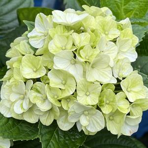 Hydrangea macrophylla Grin and Tonic™