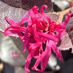 Loropetalum chinense Plum Gorgeous