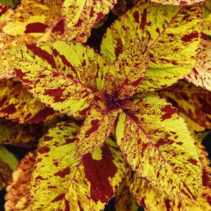 Coleus ChargedUp™ Marble Mania