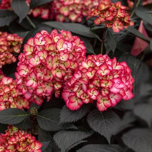 Hydrangea macrophylla Eclipse®