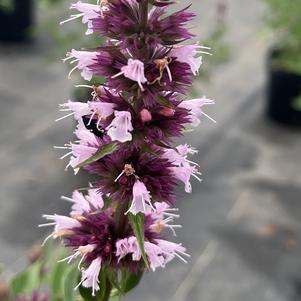 Agastache Beelicious® Pink