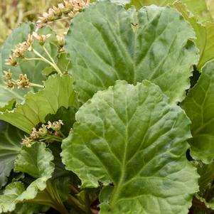 Bergenia Ripple Effect