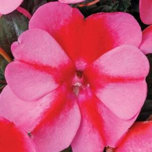 Impatiens SunPatiens® Compact Red Candy