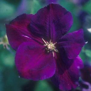 Clematis Jackmanii Superba