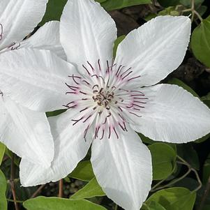 Clematis The Countess of Wessex