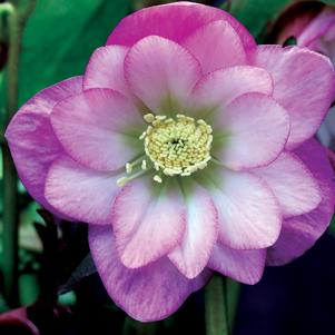 Helleborus North Star™ Pink