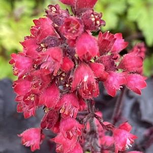 Heuchera Black Forest Cake