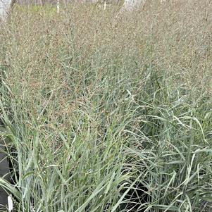 Panicum virgatum Prairie Dog