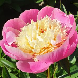 Paeonia Bowl of Beauty