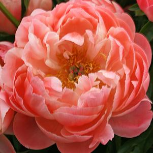 Paeonia Coral Sunset