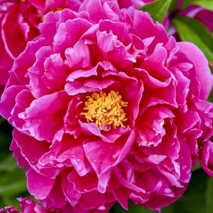 Paeonia Karl Rosenfeld