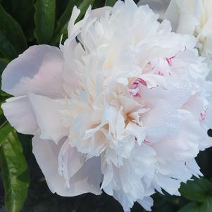 Paeonia Pecher