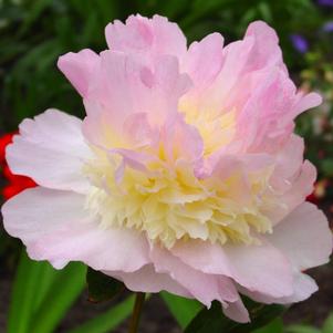 Paeonia Raspberry Sundae