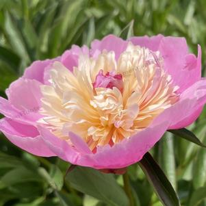 Paeonia Sorbet