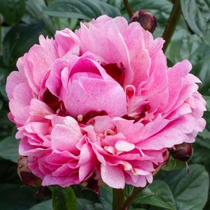 Paeonia The Fawn