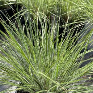 Schizachyrium scoparium Ha Ha Tonka