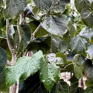 Tilia americana Sweet Street™