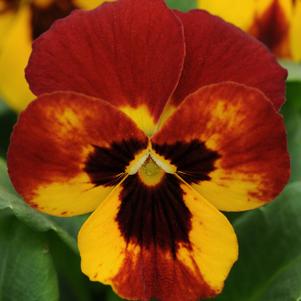 Viola Sorbet® XP Fire