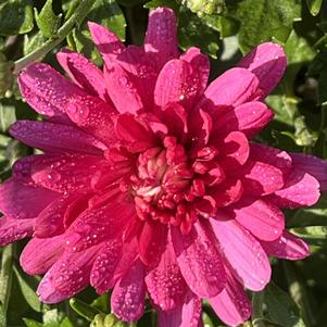 Chrysanthemum Jacqueline™ Pink