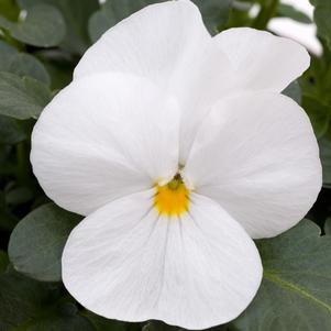 Viola Sorbet® XP White