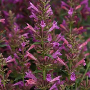 Agastache mexicana Summerlong™ Magenta