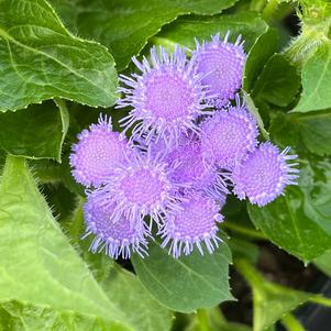 Ageratum 'Kona Blue'