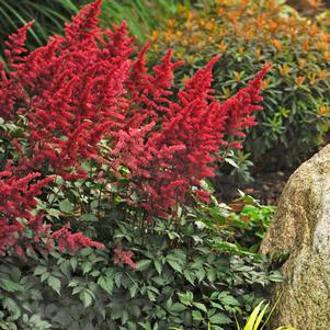 Astilbe x arendsii 'Fanal'