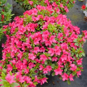 Azalea Perfecto Mundo Fuchsia Carpet®