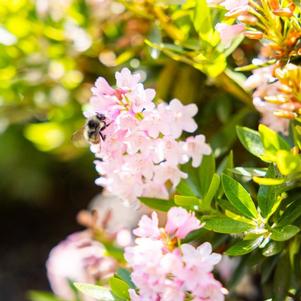 Azalea x Bloombux® Blush