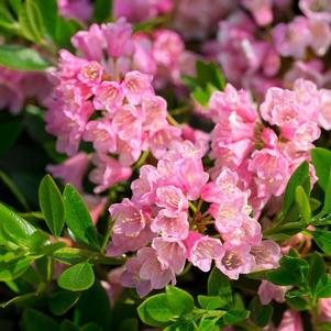 Azalea x 