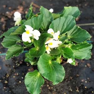 Begonia BIG™ White with Green