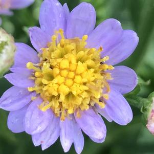 Aster tataricus 'Jindai'