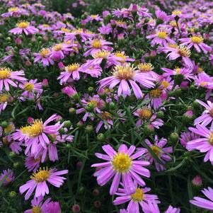 Aster x dumosus 'Wood's Pink'
