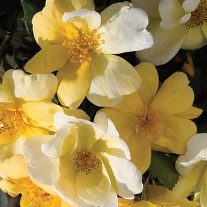 Rose Shrub Sunny Knock Out&reg;