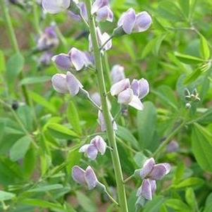 Baptisia australis 'Purple Smoke'