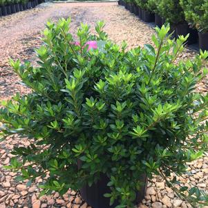Azalea Satsuki 'Osakazuki'