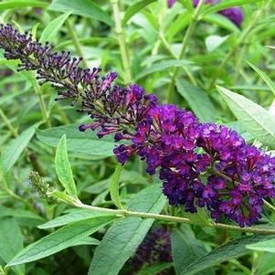 Buddleia davidii 'Black Knight'