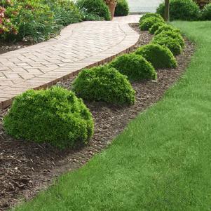 Buxus microphylla 'Grace Hendrick Phillips'