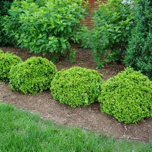 Boxwood from Saunders Brothers Inc