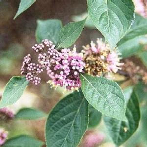 Callicarpa bodinieri var. giraldii 'Profusion'