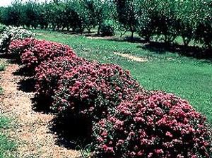 Lagerstroemia x hybrida 'Pocomoke'